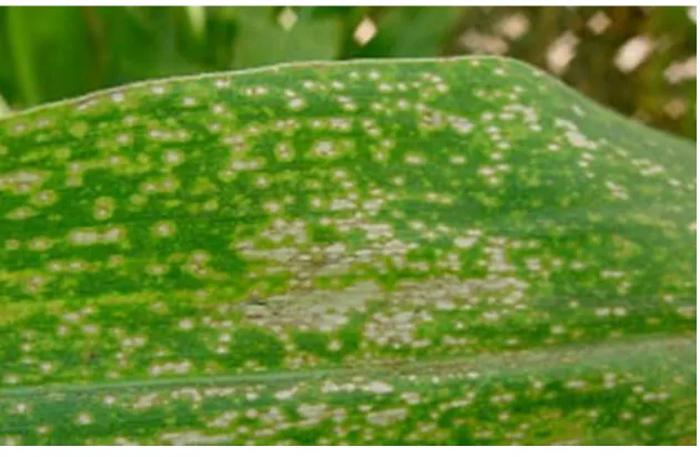 Figure 1.2 Eyespot in maize. Photo courtesy of DuPont Pioneer®. https://www.pioneer.com/home/site/us/agronomy/crop-management/corn-insect-disease/eyespot/ 