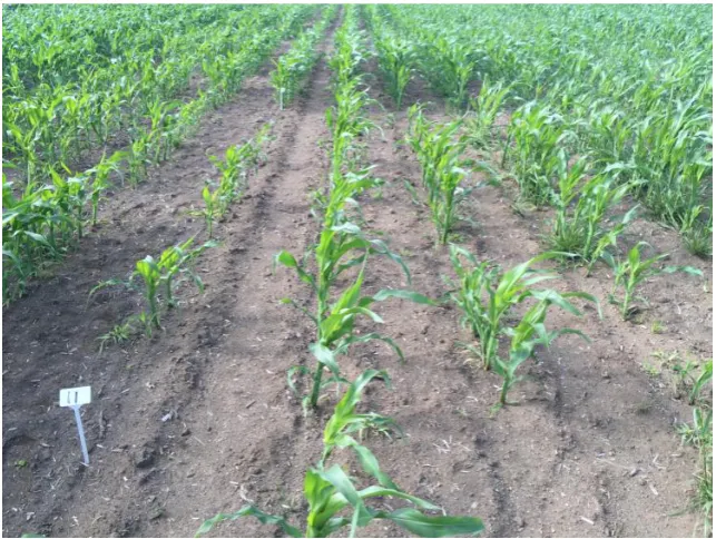 Figure 1.5 Argentine Stem Weevil damage to a maize crop. Photo courtesy of DuPont Pioneer®