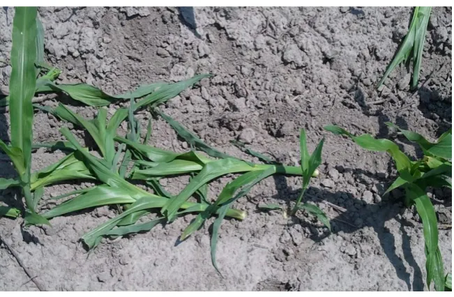 Figure 1.6 Greasy cut worm damage seen as plant severed and lying flat on the ground. Photo courtesy of North Carolina State University, https://entomology.ces.ncsu.edu/field-corn-insects/scouting-and-thresholds/scouting-for-seedling-insects/ 