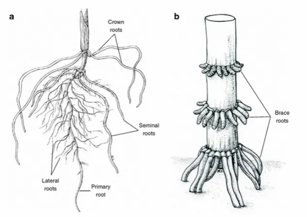 Figure 2.3 Multiple tissue samples per site of roots showing mycelium 