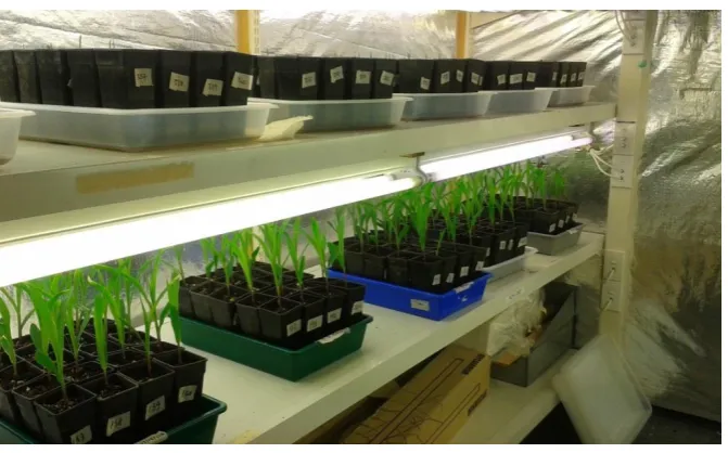 Figure 2.8 Maize plants growing in growth chamber room prior to pathogen application. 