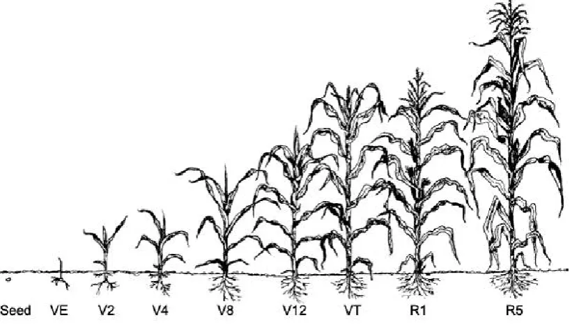 Figure 2.9 Leaves are counted from the base but exclude the growing tip. V4 growth stage selected for disease application
