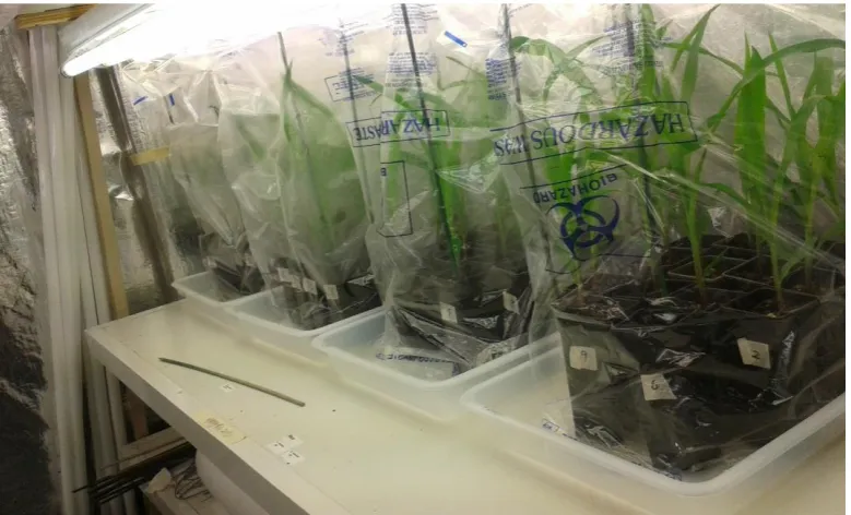 Figure 2.11 Plants after treatment with S. turcica were kept humid for 48 hours to allow pathogen to germinate and grow