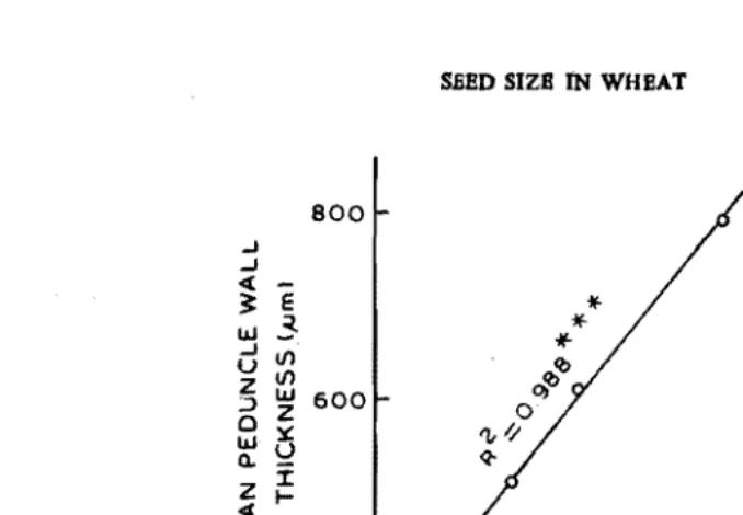 Fig. 3.   The relationship between mg water per seed and mean peduncle wall thickness in three wheat genotypes at 2S days after anthesis