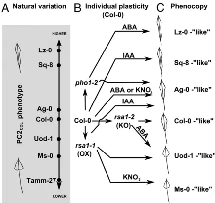 Fig. 4.Thesionor IAA in PHO1-RSA1-dependent G × E interaction expands the rootplasticity space of Col-0 to phenocopy a range of natural accessions
