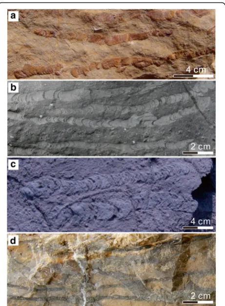 Fig. 3 Four types of differently-colored fillings in Zoophycos fromthe Pennsylvanian to Cisuralian Taiyuan Formation of North China.a Brown filling; b Gray-white filling; c Gray filling; d Black filling