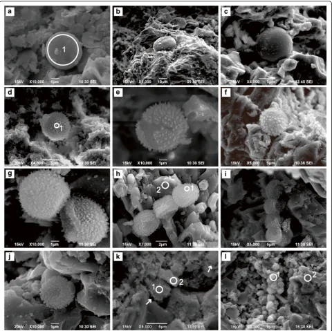 Fig. 4 Carbonate spheroids found in the Zoophycos fillings from the Pennsylvanian to Cisuralian Taiyuan Formation of North China