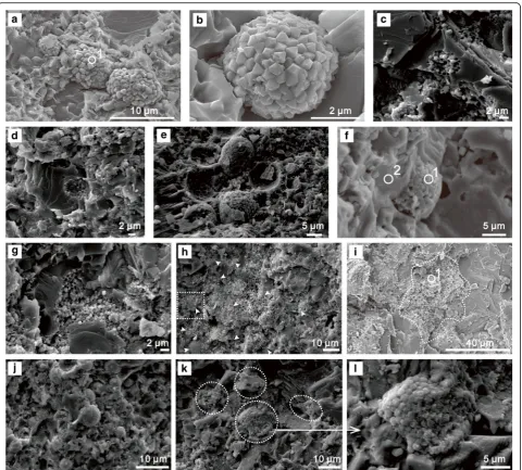 Fig. 5 Framboid monomers and colonies found in the fillings of Zoophycos from the Pennsylvanian to Cisuralian Taiyuan Formation of NorthChina