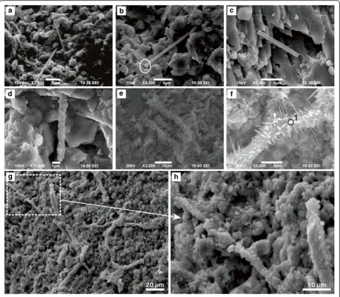 Fig. 6 Rhabditiform microbodies found in the fillings of Zoophycos from the Pennsylvanian to Cisuralian Taiyuan Formation