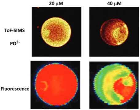 Figure 11. Theoreticalandexperimentalmelting curves on glass.Experiment: PM (circles) and single MM (triangles) 19-mer oligo-nucleotides synthesized on glass surface