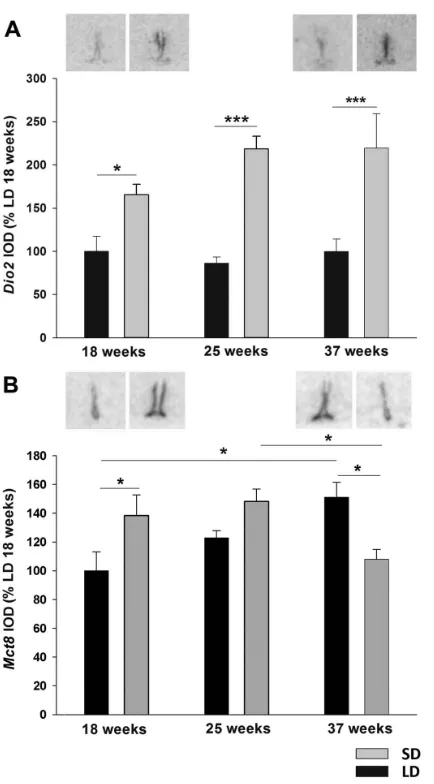 Figure 4. Type 2 deiodinase and thyroid hormone transporterMCT8 expression in ventricular ependymal cells.representative sections of (A)ependymal cells of Siberian hamsters that had been kept in LD or SDphotoperiod for 18, 25 or 37 weeks