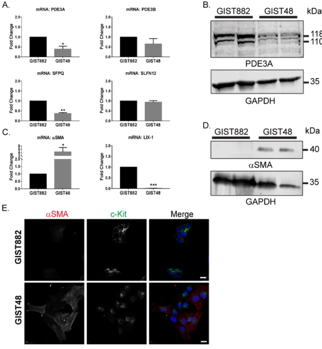 Figure 2: Differential expression of transcription factors and differentiation markers in GIST882 and GIST48 cells.