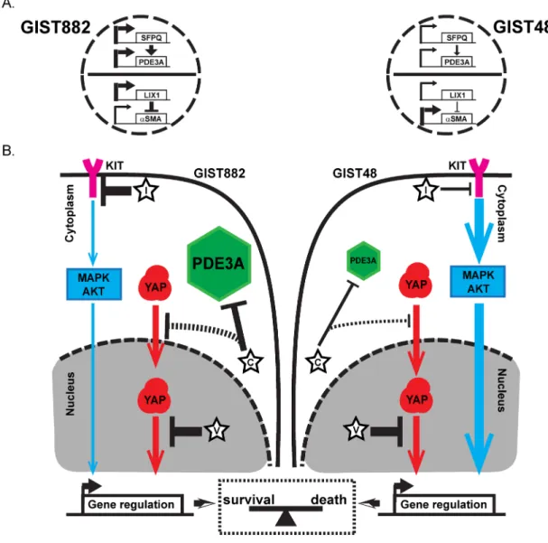 Figure 6: Regulation of differentiation genes expression and a model for dual survival pathways and addiction to YAP in  GIST882 and GIST48 cells