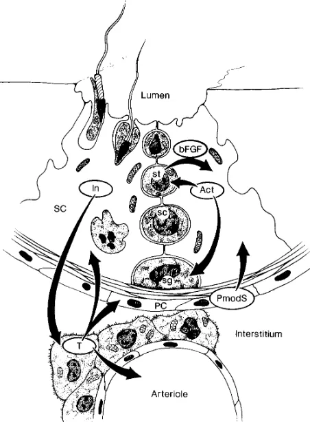 Fig 2. Paracrine interactions in the testis. Pictured is a represen-tative sample of the known signaling molecules involved in cell-cell communication in the testis