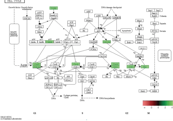 Figure 10: In-vivo 5-week KEGG pathway analysis.  Gene expression, for a clustered subset of genes in the cell cycle pathway, is  up-regulated