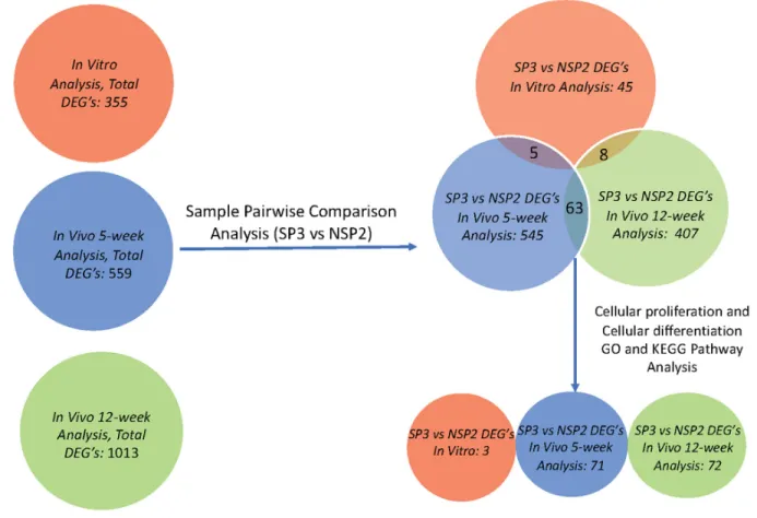 Figure 4: Gene screening algorithm and DEGs intersection of in-vitro, in-vivo 5 and 12-week analysis