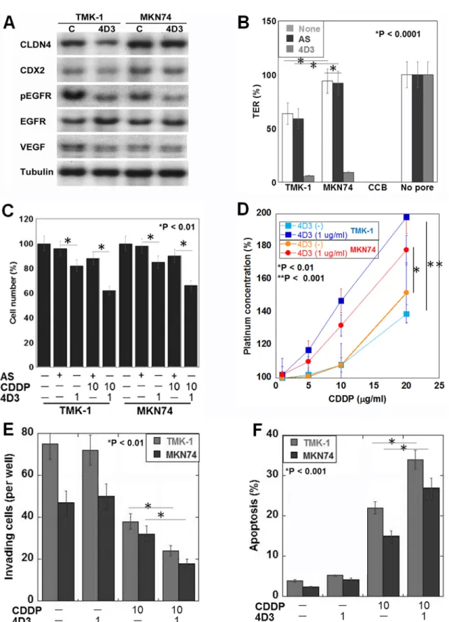 Figure 2: Effects induced by the 4D3 antibody in gastric cancer cells in vitro.  (A) CLDN4, CDX2, EGFR, phosphorylated  EGFR, and VEGF expression levels were examined by Western blotting