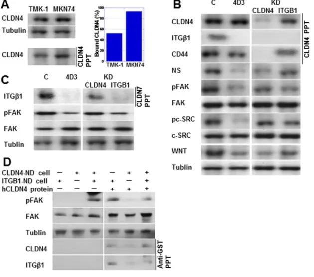 Figure  3:  4D3  treatment  inhibited  the  interaction  between  CLDN4  and  integrin  β1  (ITGβ1)