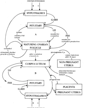 Figure 1: Summary of major hormonal events in a cow; (A) during the final stage of follicular maturation, and (B) when a corpus luteum is present