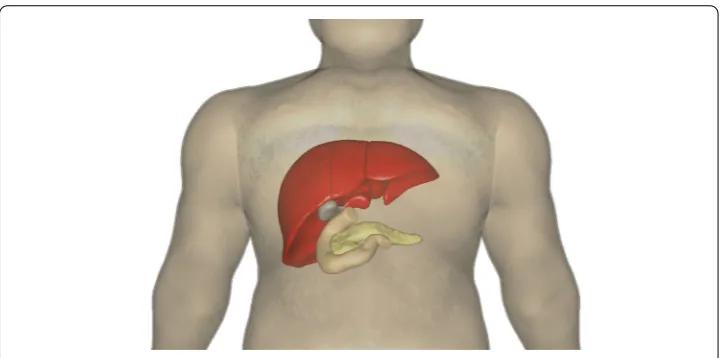 Fig. 1 Anatomy of the considered organs for the simulation of pancreatectomy. Source [19]