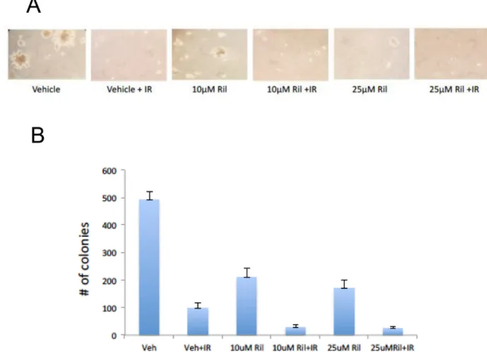 Figure 6: RIL + RT reduces anchorage-independent colony growth of glioma cells.  Three replicates of a soft agar colony 