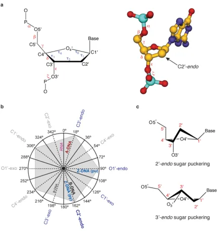 Figure 1.3 DNA sugar phosphate backbone torsion angle map and sugar puckering conventions
