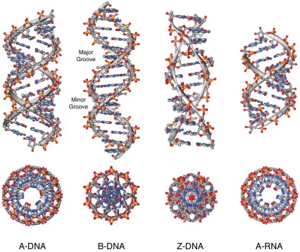 Figure 1.4 A comparison of double helical DNA polymorphs and A-form RNA.