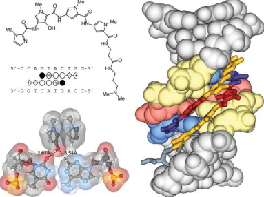 Figure 1.12 Crystal structure (PDB: 407D) of the 2:1 binding single strand ImHpPyPy-β-Dp polyamide targeted to the sequence 5'-CCAGTACTGG-3' (2.20 Å resolution)