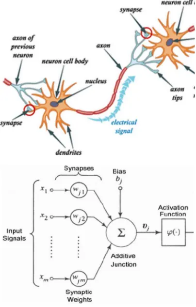 Figure 1. Biological neurons and artificial neural network [36]. 