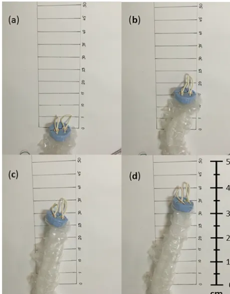 Figure 11. Robot elongating by inﬂating both balloons at the sametime. Numbers are in cm.