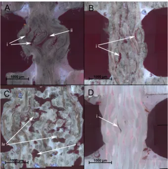 Fig. 5. Optical micrographs of a section through the compression samples: (A) Biotex Flax MTM49, (B) Biotex Flax MTM28, (C) Lineo FlaxPreg, and (D) Cordenka MTM49