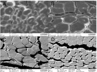 Fig. 6. Optical micrograph of a section through the dynamic failure surfaces (clockwise from top left, Biotex Flax MTM 49 (A), Biotex Flax MTM28 (B), Lineo FlaxPreg (C) and Cordenka (D)).