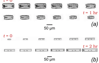 Figure 2: Time sequences for crystals during (a) dissolution over a period of 1 hour and (b) growthover a period of 2 hours, taken using optical microscopy