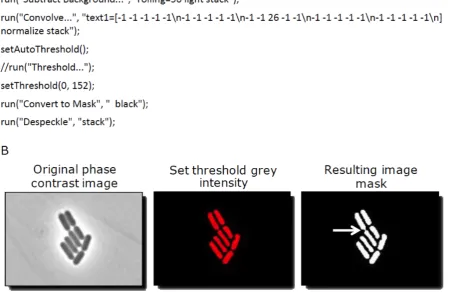 Figure 1. Processing phase contrast images to create segmented cells. (A) ImageJ commands for the processing of phase contrast images tocreate segmented cells