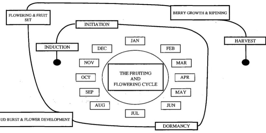 Figure 2.4 Time line of the flowering and fruiting cycle in New Zealand vineyards (Adapted from Wilson 1995)