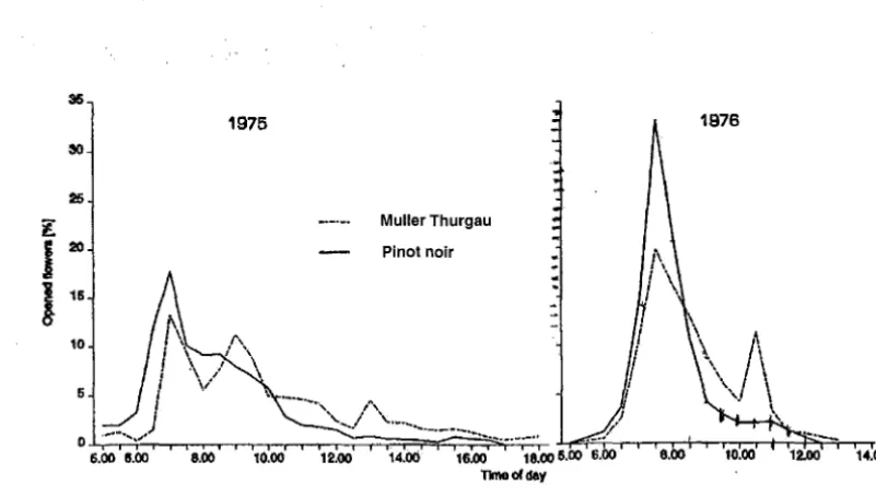 Figure 2.8 The timing of capfall events over the period of 24 hours in Muller Thurgau and Pinot noir, 1976 (Staudt 1999)