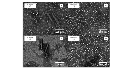 Fig. 4TEM data for the CDSA of P4AM166-b-P-L-LA36 (5) at 65 �C at diﬀerent polymer concentrations (10 and 20 mg mL�1) and heating times (1–2 days).