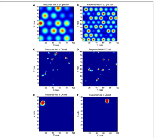 FIGURE 4 | Simulation of competitive learning in the dentategyrus to produce place cells from the entorhinal cortex gridcell inputs
