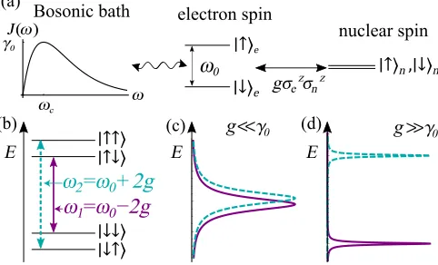 FIG. 1. (a) A coupled nuclear-spin–electron-spin system with