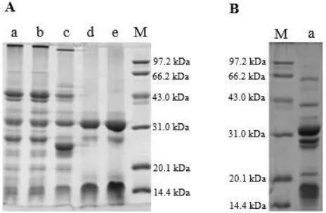 Table 5. The loss of miscellaneous proteins, the α-AI activity yield and purification fold during the novel process