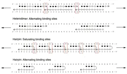 Figure 4: Ball and stick models of proposed binding modes for heterodimer and hairpin polyamides