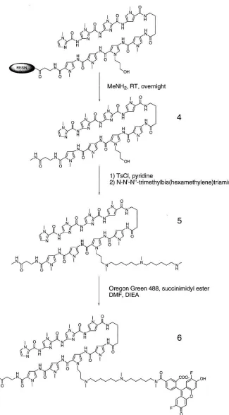 Figure 9: Synthesis of fluorescent conjugate (6) 