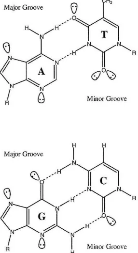 Figure 1: Watson-Crick base 