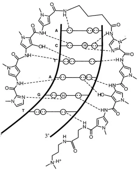 Figure 2: Schematic representation of the polyamide ImPyHpPy-y-ImPyHpPy-~-Dp recognizing 5'-TGATCA-3' 