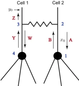Fig. 12 A two-cell model with