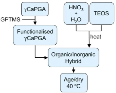Fig. 1. Schematic for the formation of Class II hybrids of cCaPGA and silica throughthe sol–gel method.