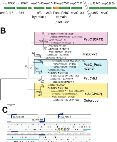 Figure 3. Analysis of loci encoding proteins of the CP43/IsiA/Pcb family. A. Organization of the chromosomal region harboring theinferred using the Minimum Evolution method