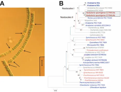 Figure 1. General features of N. spumigenaheterocysts. The vertical bar corresponds to 40 CCY9414