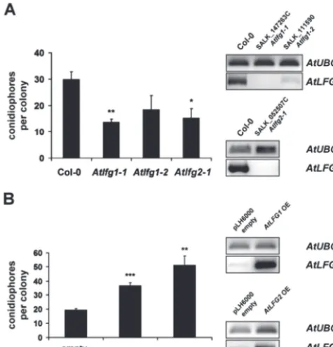 Fig. 6. Impact of AtLFG1 or AtLFG2 over- or underexpression on the outcome of the Arabidopsis–powdery mildew interaction