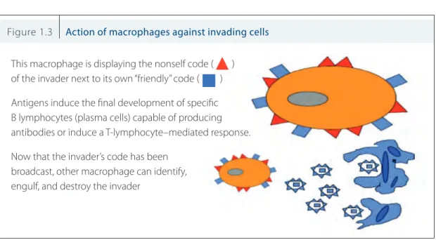 Figure 1.3  Action of macrophages against invading cells This macrophage is displaying the nonself code (        ) of the invader next to its own “friendly” code (         ) Antigens induce the final development of specific  B lymphocytes (plasma cells) ca